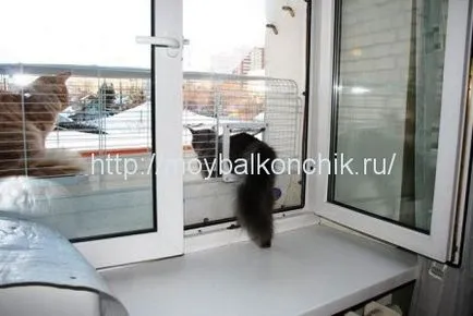 Как да се гарантира безопасността на котката на балкона