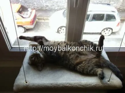 Как да се гарантира безопасността на котката на балкона