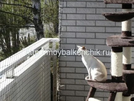 Как да се гарантира безопасността на котката на балкона