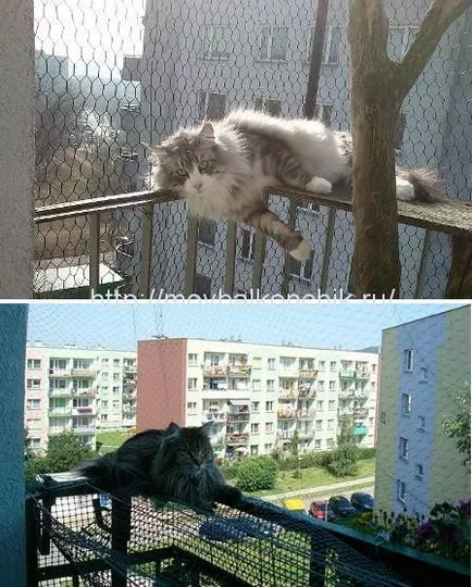 Как да се гарантира безопасността на котката на балкона