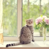 Как да отворите пластмасовата кутия отвън