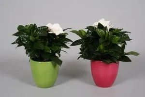 Как да се пресаждат на Gardenia jasminoides магически растения