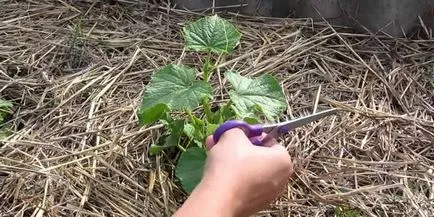 Какво е заливката на краставици