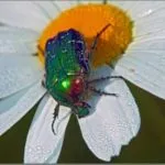 Mantis у дома, които трябва да знаете, собствениците на начинаещите