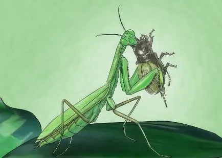 Mantis у дома
