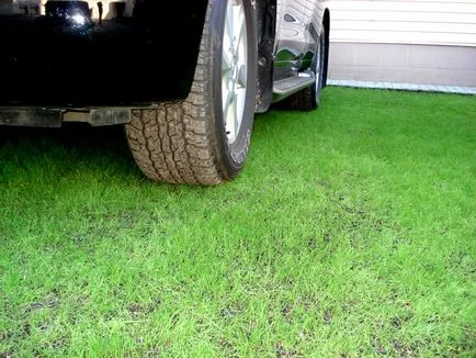 Блог - всичко за живота на село - засади граница градина