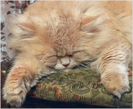 Има ли червена котка