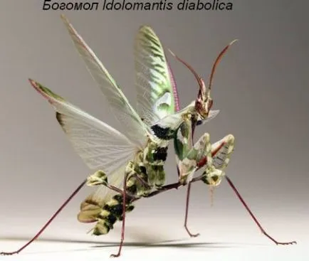 Mantis у дома, които трябва да знаете, собствениците на начинаещите