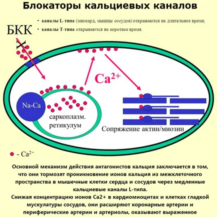 калций списък антагонисти на наркотици и тяхното използване