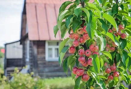 Как да се засадят ябълково дърво, и кога да се чака за първата реколта