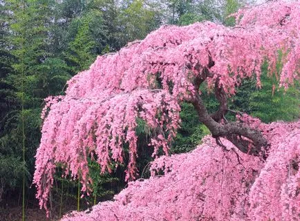Като растение и растат Sakura (растение) Как да се засадят и да растат Сакура