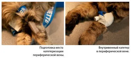 Как се поставя катетър или премахване на куче или котка в дома (доставка) Как се поставя катетър или премахване на куче или котка у дома