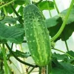 Как да засадим чушки на разсад, когато в какво качество