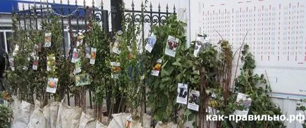 Как да засадиш дърво