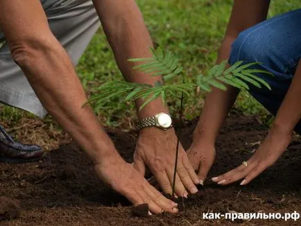 Как да засадиш дърво