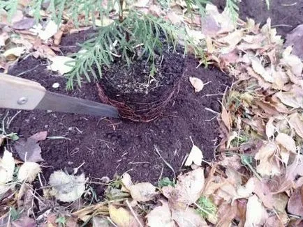 Как да се засадят на пето място в страната западната, снимка, ден на летовник