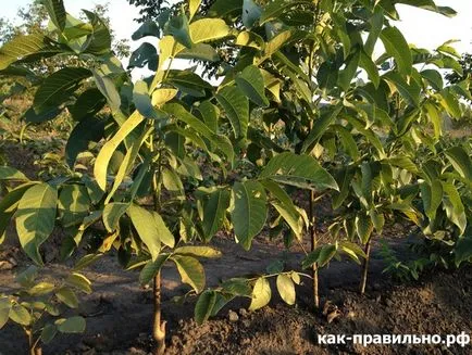 Как да засадиш дърво