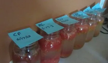 Как да се съберат и да се запази семената на домати