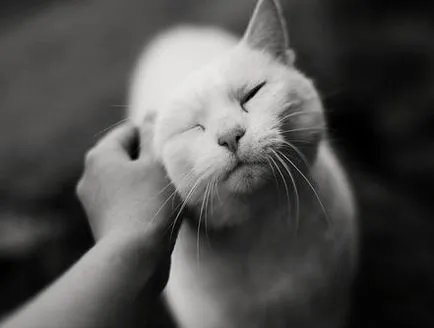 Как да научим котенце в ръцете - хората за животни