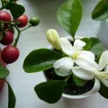 Как да седне здравец (Pelargonium) резници и разделяне на храст, видео и снимки (здравец) Как да седне здравец (Pelargonium) резници и разделяне на храст, видео и снимки