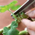 Как да седне здравец (Pelargonium) резници и разделяне на храста, видео и снимки (резници) Как да седне здравец (Pelargonium) резници и разделяне на храст, видео и снимки