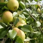 Как да се размножава за варосване на дърветата, извара