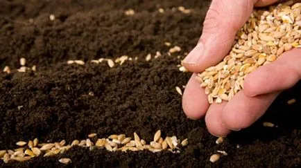 Как да се засадят моркови, за да не пререждам