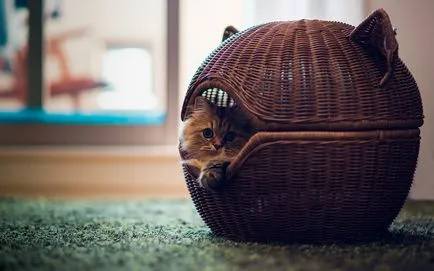 Как да си направим къща за котката със своите собствени ръце, оригинални проекти и идеи големи и малки къщи