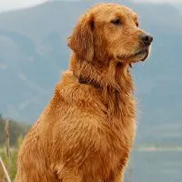 Страх от кучета 1