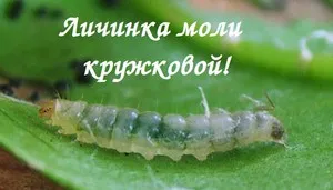 Болести и неприятели на ябълкови дървета и техния контрол