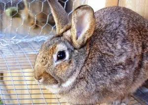 Заболявания зайци лечение и профилактика