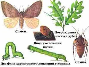 Болести и неприятели на ябълкови дървета и техния контрол