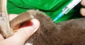 Симптомите на болестта на зайци и лечението им, снимки, видео
