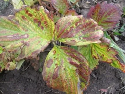 Заболявания на ягоди със снимки, описание и лечение, обичам моята градина