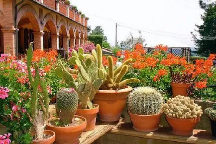 Cactus - отглеждането и грижи съвети