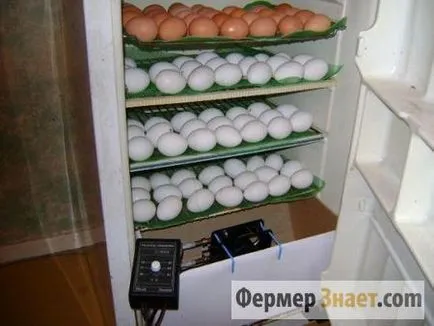 Както и с ръцете си, за да инкубатор у дома (у дома) Както и с ръцете си, за да инкубатор у дома