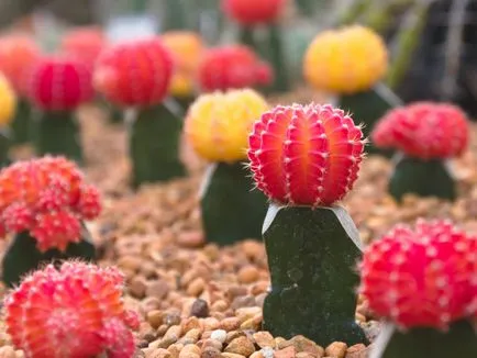 Cactus - отглеждането и грижи съвети