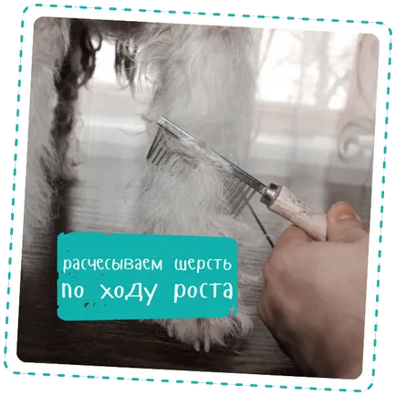 Както trimmingovat куче