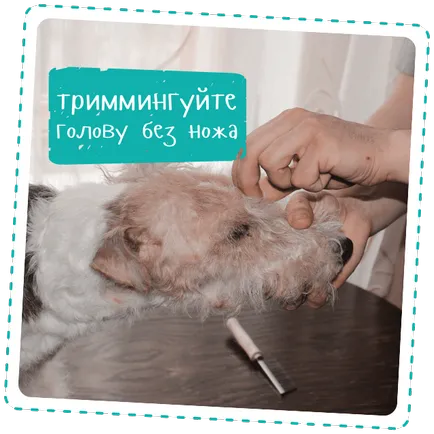 Както trimmingovat куче