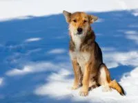 Как да изберем куче за себе си, за жени клуб (клуб) Как да изберем куче за себе си, женски клуб