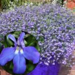 Как да расте от семена на Ageratum у дома
