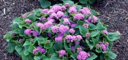 Как да расте от семена на Ageratum у дома