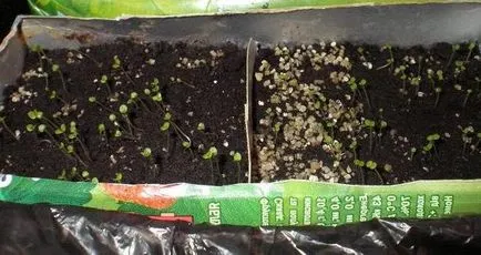 Как да расте от семена на Ageratum у дома