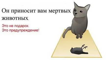 Как да разберете какво котката ви иска да ви убие