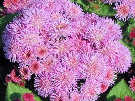 Как да расте от семена на Ageratum у дома