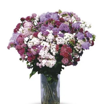 Как да расте от семена на Ageratum у дома
