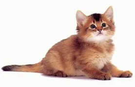 Как да донесе нежен и обучение коте ръководство коте - на официалния сайт на фуражите Bosch