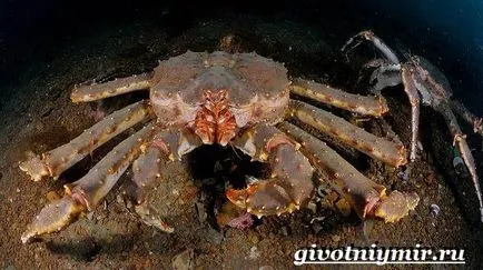 голямо раковидно