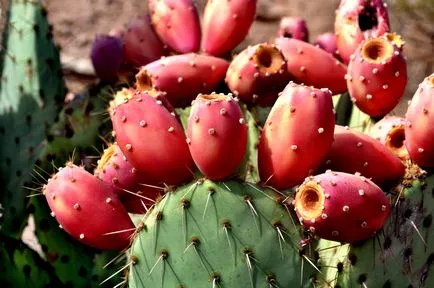 Как да получите кактус да цъфти като у дома си, какво да правя, ако не цъфти
