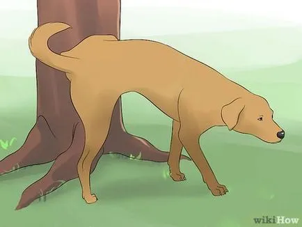 Как да стигнем на кучето да пие вода